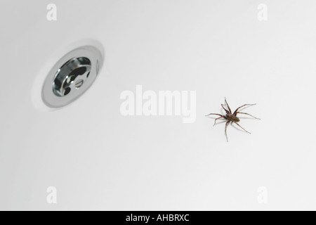 Spinne gefangen in der Badewanne Stockfoto