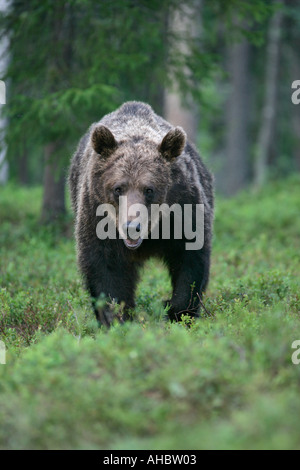 Braunbär Ursus arctos Stockfoto