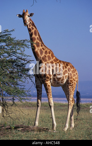 Schwangere Frauen Rothschild s Giraffe Lake Nakuru Nationalpark Kenia Ostafrika Lesser Flamingos im Hintergrund Stockfoto