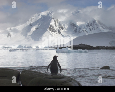 Ein Gentoo-Pinguin schaut über das Wasser am schneebedeckten Berge aus der Rookery befindet sich auf Jougla Point in Port Lockroy Stockfoto