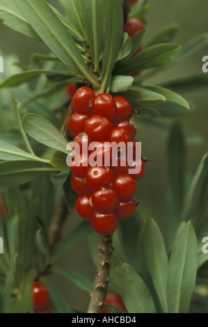 Daphne Mezereum Alpi Italien Stockfoto