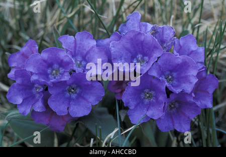 Pulmonaria Angustifolia Alpi Italien Stockfoto