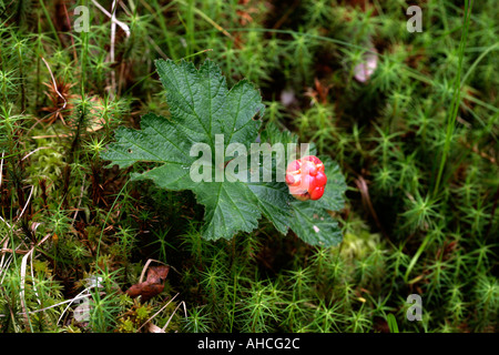 MOLTEBEEREN Rubus chamaemorus Stockfoto
