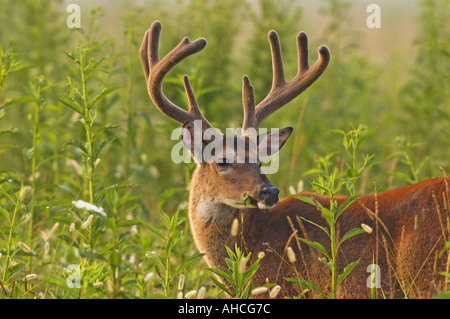 White tailed Deer Beweidung in Cades Cove im Nationalpark Great Smoky Mountains in Tennessee Stockfoto