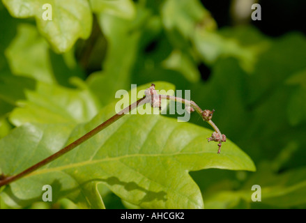 Kleine unauffällige Blüten der Pedunculate oder gemeinsame Eiche Quercus Robur Bedgebury Wald Kent UK 28. Mai 2006 Stockfoto