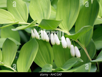 Frische grüne Blätter und weiße Blüten von Polygonatum Odoratum (allgemeiner Name: Salomonssiegel) Stockfoto