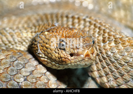 Aruba Insel Klapperschlange Crotalus Durissus unicolor Stockfoto