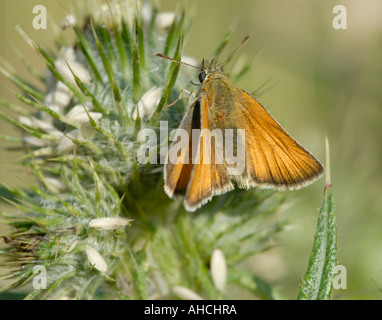 Kleine Skipper Schmetterling ruht auf einer Distel Bedgebury Wald Kent UK 13. Juli 2006 Stockfoto