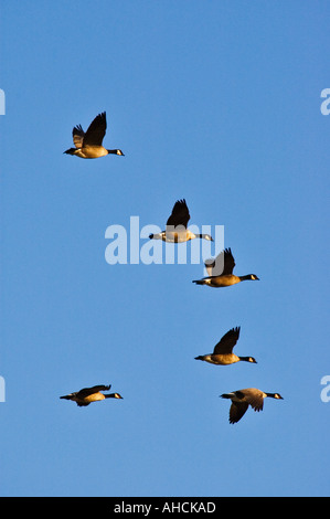 Flug von Kanada Gänse Branta canadensis Stockfoto