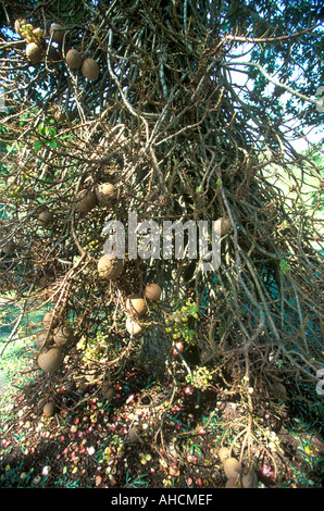 Ein Canonball Baum Couroupita Guianensis in Penang Botanic Gardens Georgetown Penang Malaysia Stockfoto