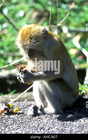 Verzehr von Obst in Penang Botanic Gardens Georgetown Penang Malaysia Rhesus-Affe Stockfoto