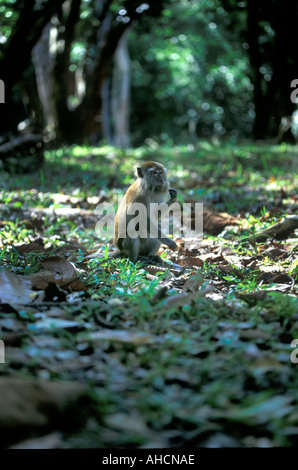 Rhesus-Affen in Penang Botanic Gardens Georgetown Penang Malaysia Stockfoto