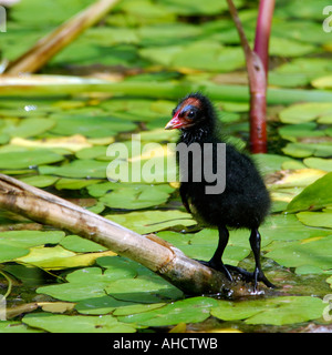 Quadratisches Format Bild von Baby Teichhuhn Küken Gallinula Chloropus stehend auf einem Zweig unter Wasser Lilien Blick in die Kamera Stockfoto