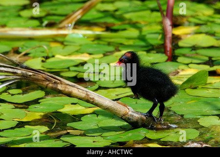 Landschaft-Format Bild von Baby Teichhuhn Küken Gallinula Chloropus stehend auf einem Zweig unter Wasser Lilien Blick seitwärts Stockfoto