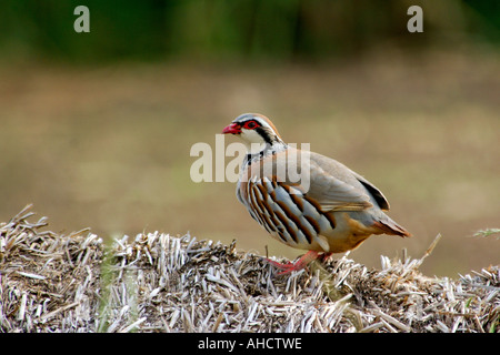 Rot-Legged Rebhuhn Alectoris Rufa stehend auf einer Haybale mit guten Gefieder detail Stockfoto