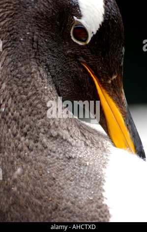 Porträt von Gentoo Penguin Pygoscelis Papua Blick in die Kamera mit Schnabel in seinem Körper Gefieder versteckt hautnah Stockfoto