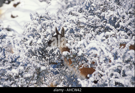 Guanako im Schnee bedeckt Busch Stockfoto
