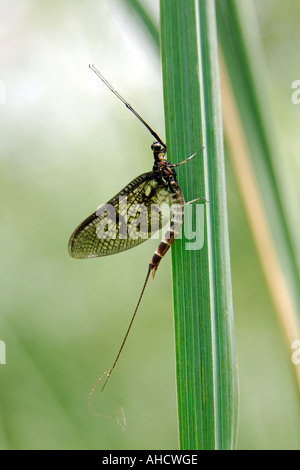 Aufrechte Portrait Format Bild der Eintagsfliege Ephemeroptera sitzt auf einem Grashalm Stockfoto