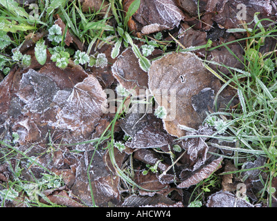 Raureif auf Rosskastanie Blätter und Rasen, Broadmeadow, Enniskillen, Grafschaft Fermanagh. Stockfoto