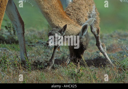 Neugeborenen Guanako erste Schritte Stockfoto