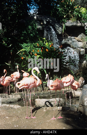 Flamingos vor einem Wasserfall, Audubon Zoo, New Orleans, Louisiana, USA Stockfoto