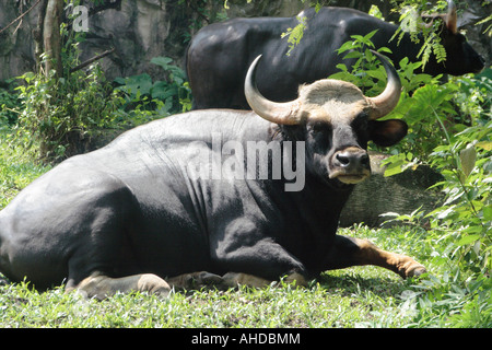 Malaiische Gaur oder Seladang im Malaiianer im malaysischen Nationalzoo Stockfoto