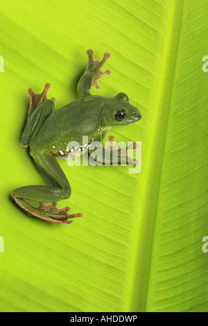 Stiegen die Peitschen Frosch, asiatische Laubfrosch, asiatische gleiten Treefrog (Rhacophorus Dennysi), gleiten sitzen auf Blatt Stockfoto