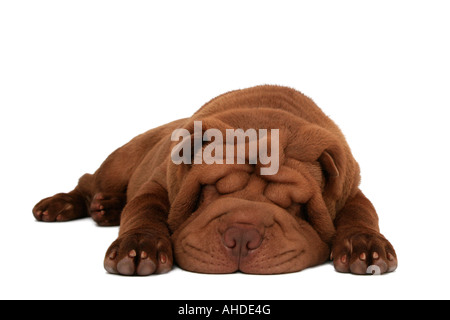 Shar-Pei, chinesische Shar-Pei (Canis Lupus F. Familiaris) Stockfoto