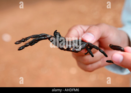 Spinne einen snack an Skuon (Spiderville), auf SH6 Autobahn zwischen Phnom Penh und Siem Reap, Kambodscha. Stockfoto