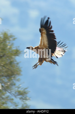 Gänsegeier in Land, Casares, Andalusien, Spanien Stockfoto
