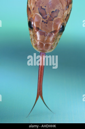 Kopf mit Zunge eine Kornnatter (bieten Guttata) Stockfoto