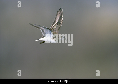 Calidris Temminckii TEMMINCKS STINT Stockfoto