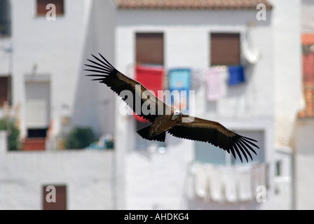 Gänsegeier vor steigenden beherbergt. Casares Bergdorf, Andalusien, Spanien. Stockfoto