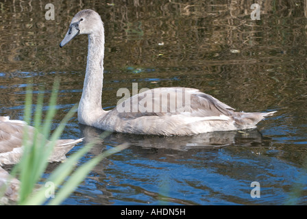 junger Höckerschwan am Kanal Stockfoto