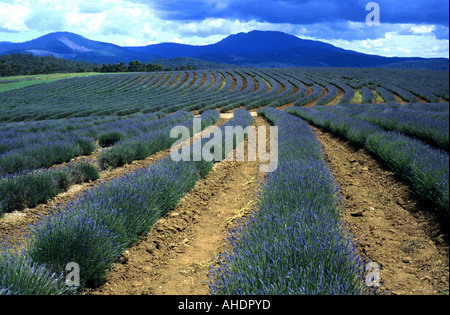 Bridestowe Estate Lavender Farm, Nabowla, Tasmanien, Australien Stockfoto