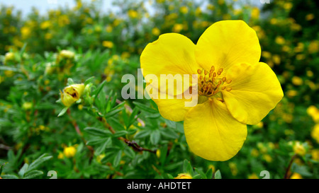 strauchige Fingerkraut, gelbe Rose (Potentilla Fruticosa), blühen Stockfoto