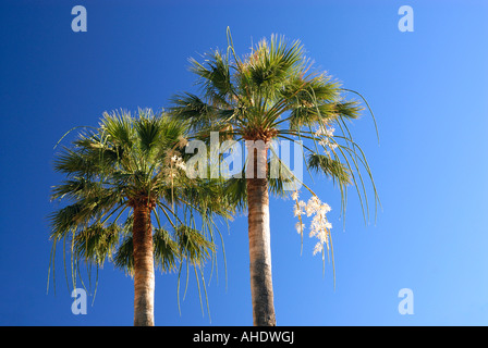 Zwei Palmen gegen klarer blauen Himmel Stockfoto