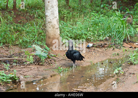 Amerikanische Schwarzgeier (Coragyps Atratus) Trinkwasser am Straßenrand. La Villa, Los Santos, Azuero, Panama, Mittelamerika Stockfoto