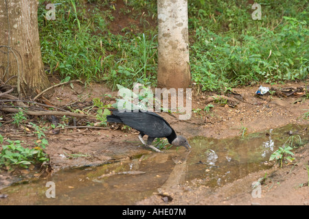 Amerikanische Schwarzgeier (Coragyps Atratus) Trinkwasser am Straßenrand. La Villa, Los Santos, Azuero, Panama, Mittelamerika Stockfoto