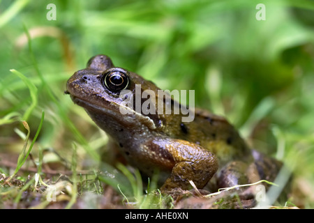 Ein Grasfrosch (Rana Temporaria) in den Rasen. UK Stockfoto