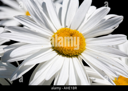 Große dekorative Kamille Stockfoto