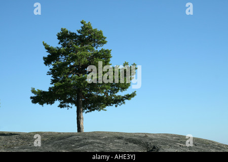 Kleine Kiefer wächst zwischen den Felsen in den schwedischen Schären Stockfoto