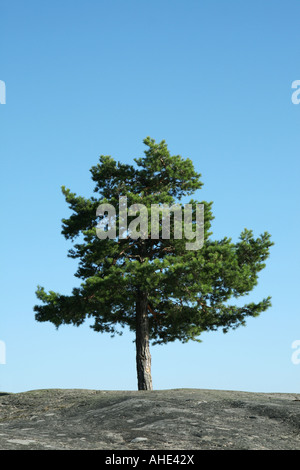 Kleine Kiefer wächst zwischen den Felsen in den schwedischen Schären Stockfoto