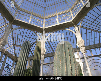 Kakteen im Zoologischen Garten Wilhelma Stuttgart Baden-Württemberg Deutschland Stockfoto