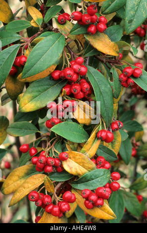 Zwergmispel Salicifolius Herbst Feuer Syn C Herbstfeuer Stockfoto