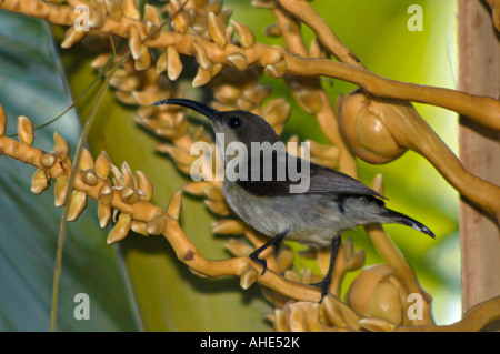 Weibliche lila Sunbird [Nectarinia Asiatica] Stockfoto