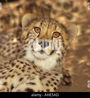 Nahaufnahme von Cheetah gerade in die Kamera schauen, gleichsam Cheetahland Oudtshoorn Little Karoo Kapprovinz in Südafrika posiert Stockfoto