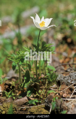 Monte Baldo Anemone Anemone Baldensern Stockfoto