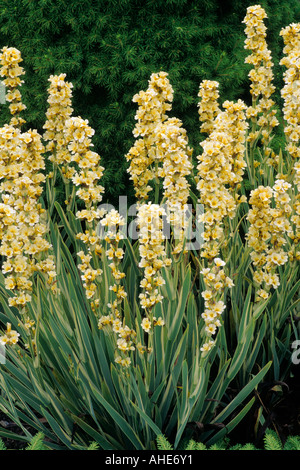 Sisyrinchium Striatum 'Tante Mai', Sy s.s. 'Variegatum', bunte Blätter, gelbe Blüten Stockfoto