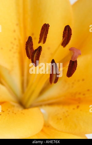 Orange gelbe asiatic Lilie Nahaufnahme von einer Blume Blütenstempel und Staubgefäße Stockfoto